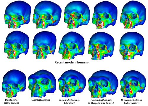3D digital models of recent modern human skulls compared to neanderthal skulls of Pleistocene - homosapiens, H. heidelbergensis , H. heidelbergensis - Gibraltar 1, H neanderthalensis - La Chapelle-aux-Saints 1, and H. neanderthalesis - La Ferrassie 1