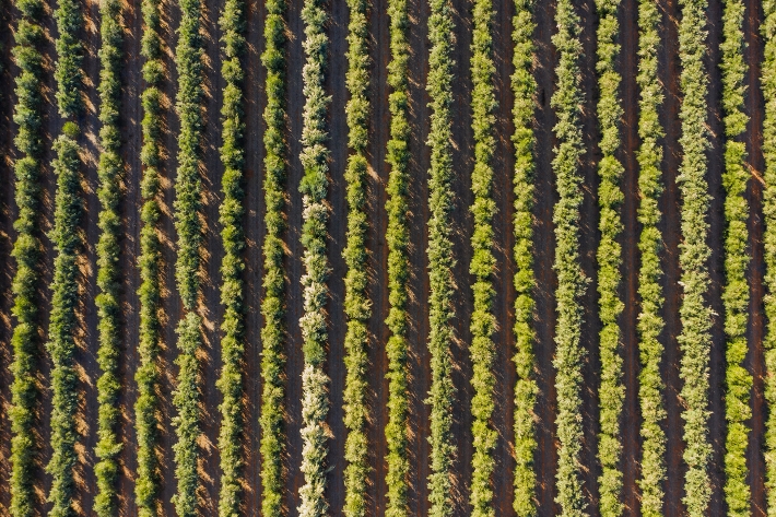 Olive trees viewed from a drone