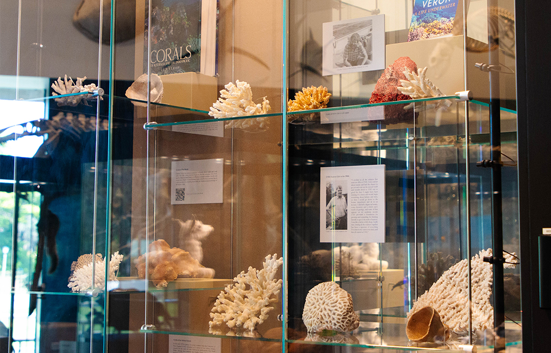 Image shows the new exhibition on display at the UNE Natural History Museum showcasing the work of world-renowned coral taxonomist, Professor Charlie Veron. 
