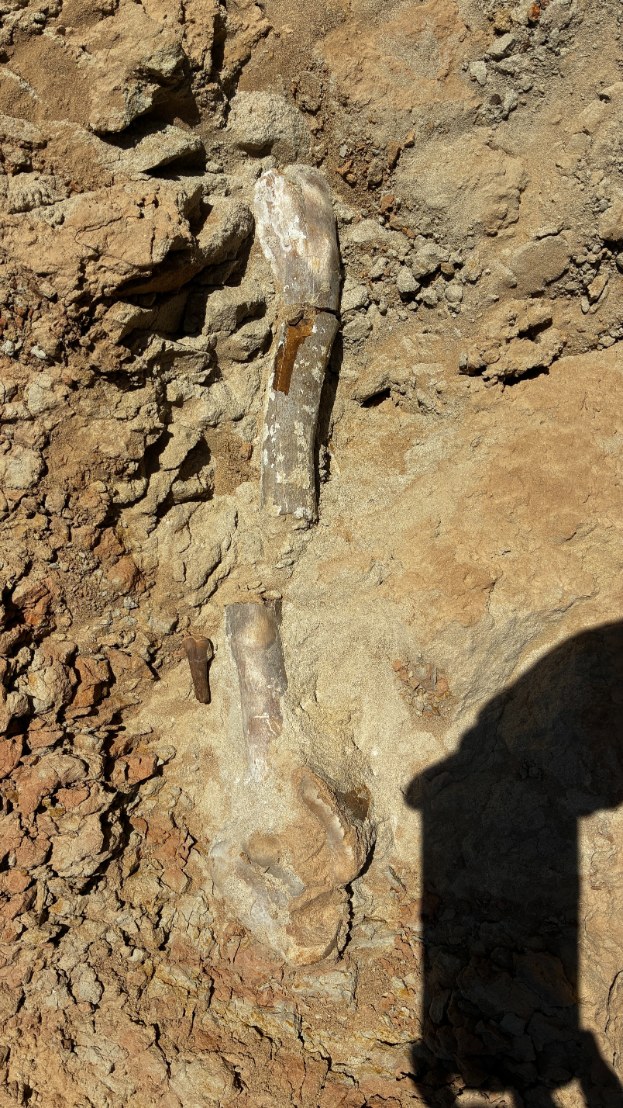 Tyrannosaur femur and humerous 