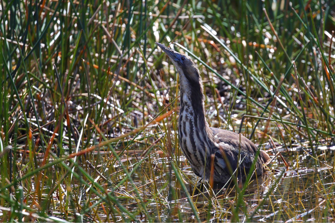 An Australasian bittern