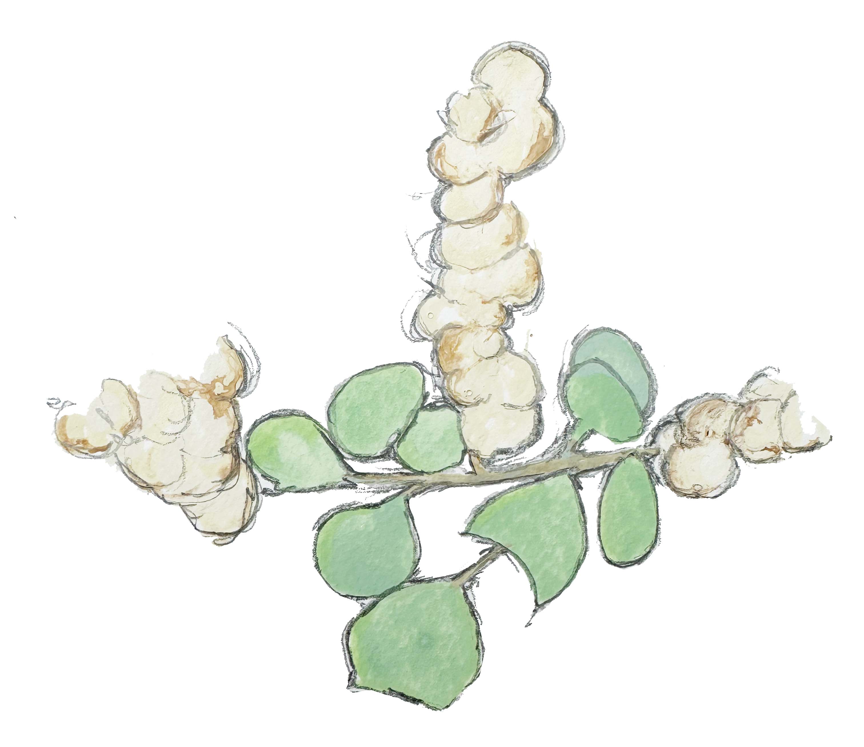 Handdrawn image of old man saltbush