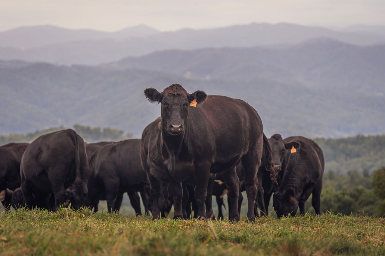Angus cattle standing in a paddock.