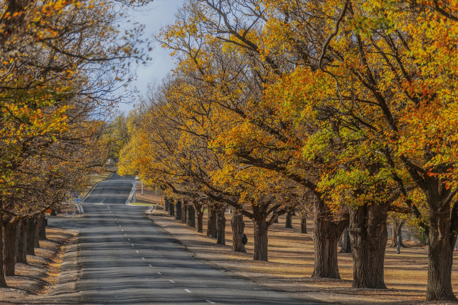 Image of a road edged with trees
