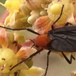 Close-up image of an insect resting on a flower