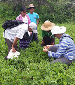 Myanmar legume crop with researcher inspection