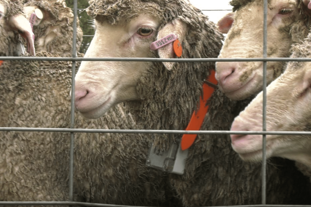 Close up of sheep with animal smart tags around their necks in preparation for the stock theft prevention trial at UNE to test new technology