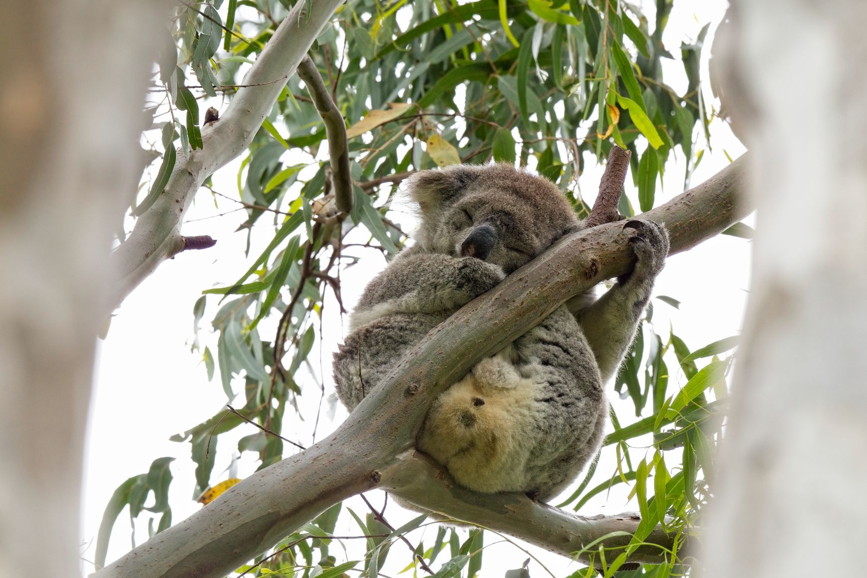 Keeping up with koalas | Mirage News