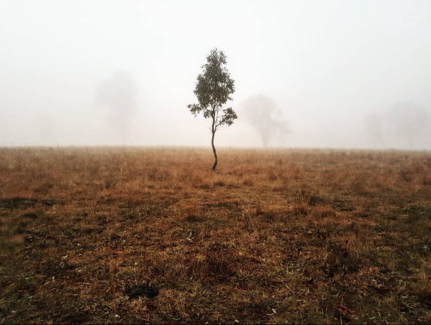 One tree in foreground with others in the background shrouded by fog