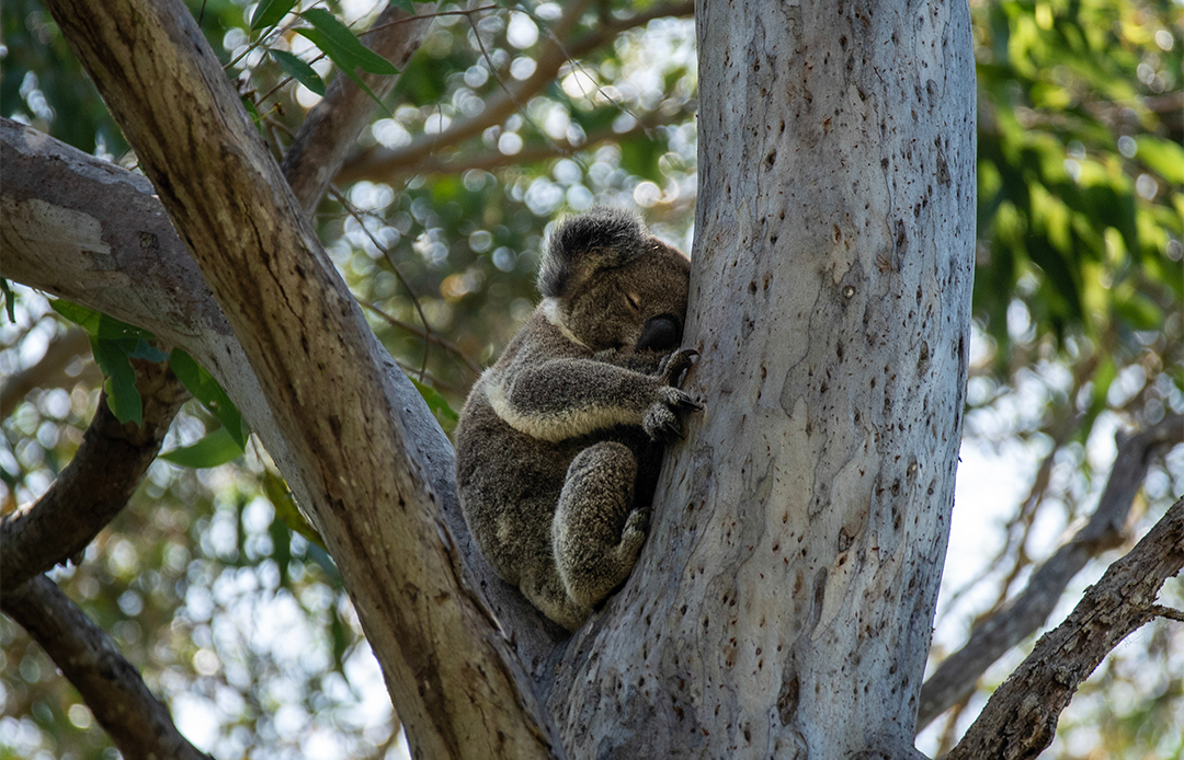 A koala asleep in a gumtree.