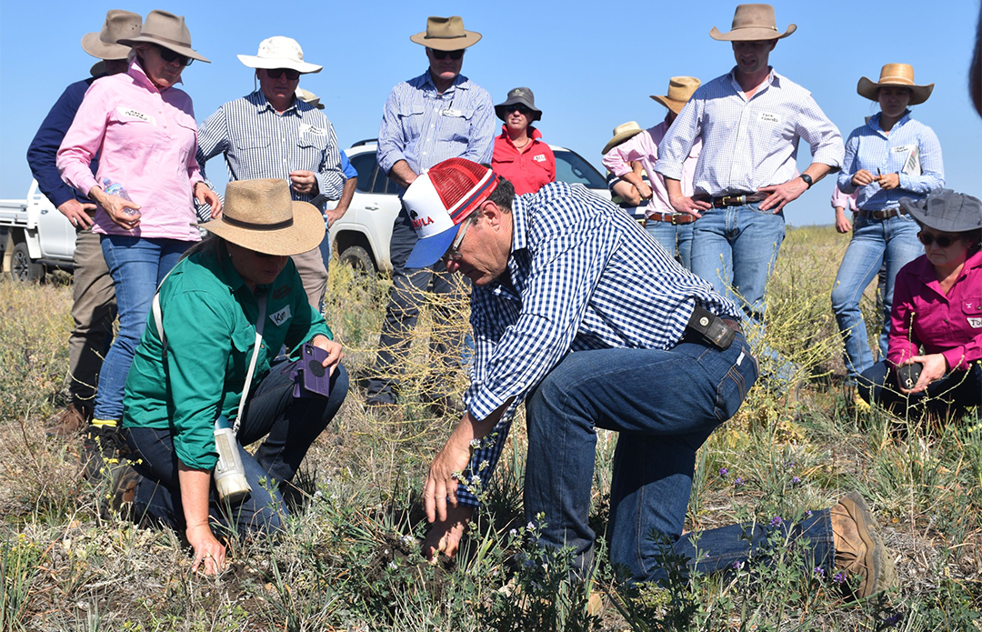 Justin Kirkby (kneeling right) and Kim Deans (kneeling left) examining the soil structure and legume roots in the pasture