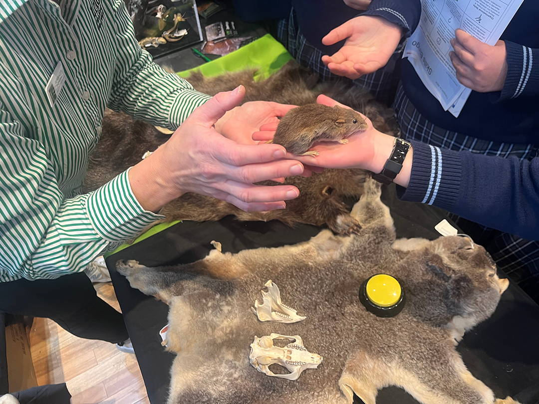 Taxidermy rats at Sydney Science Trail