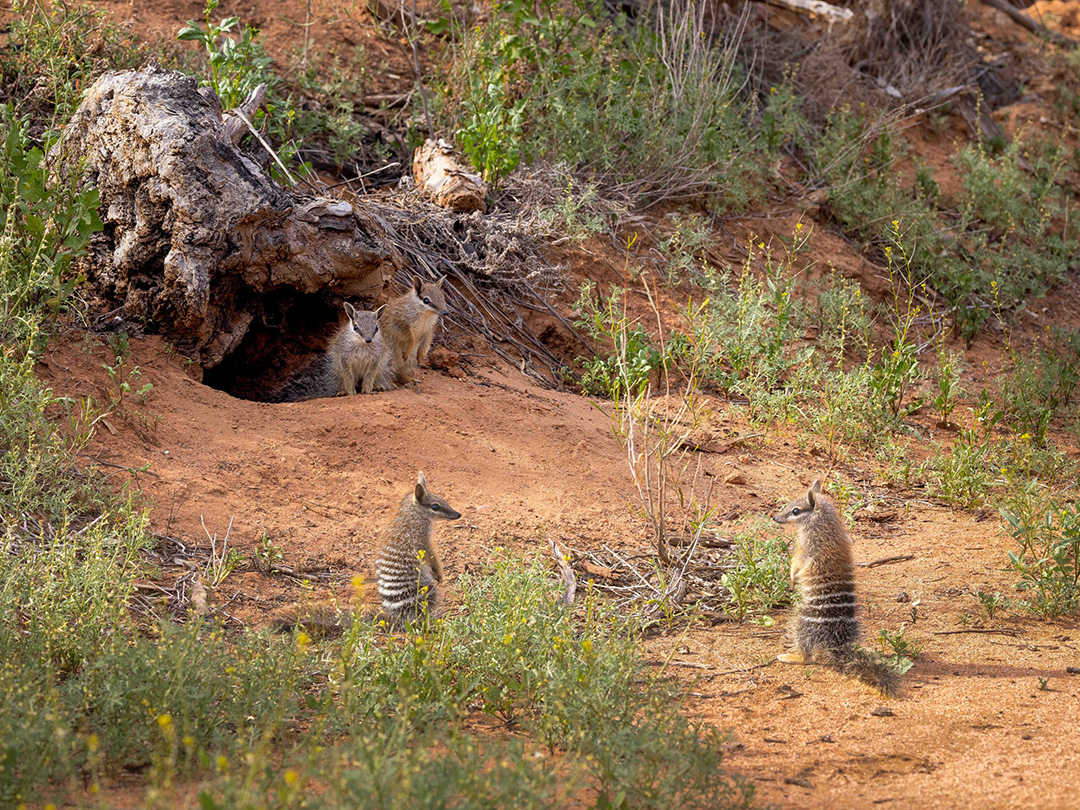 A quadruplet of Numbat siblings photographed at Mallee Cliffs National Park - Image credit: Brad Leue/AWC