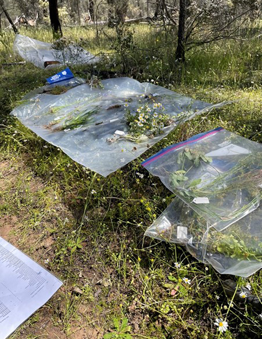 collected specimens