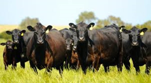Cows