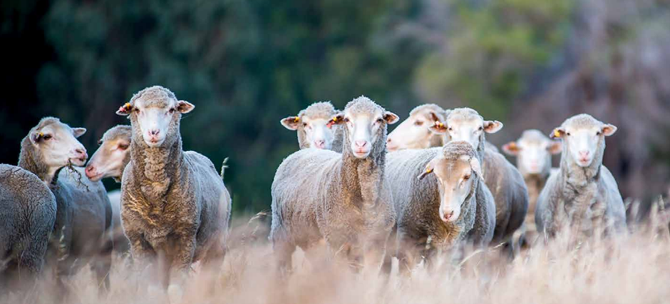 Sheep
