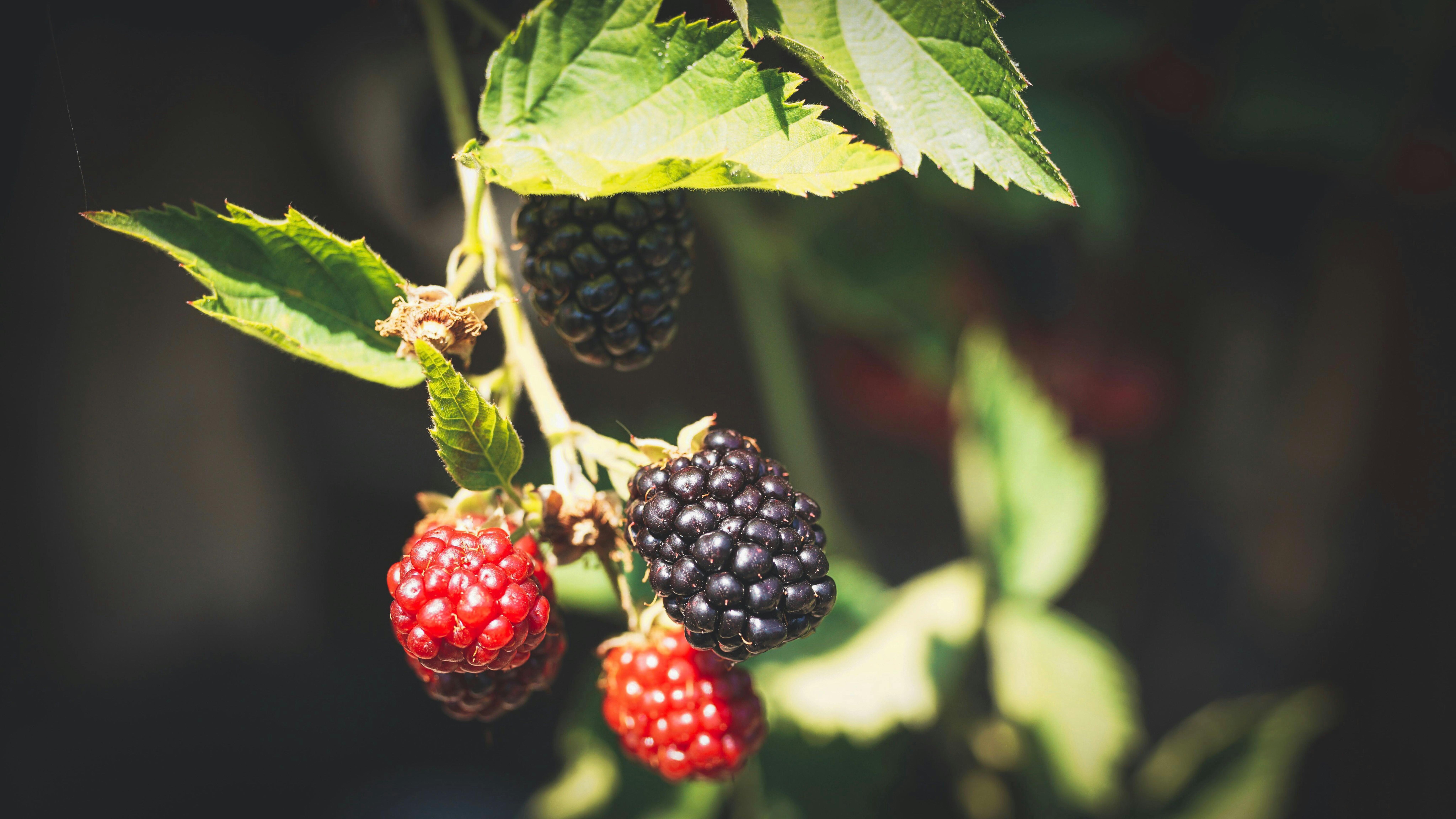 Berry crop