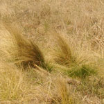 Serrated tussock weed plants in a pasture