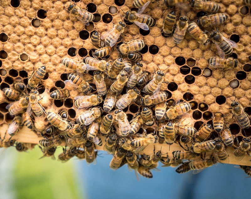 A swarm of bees on a piece of honeycomb