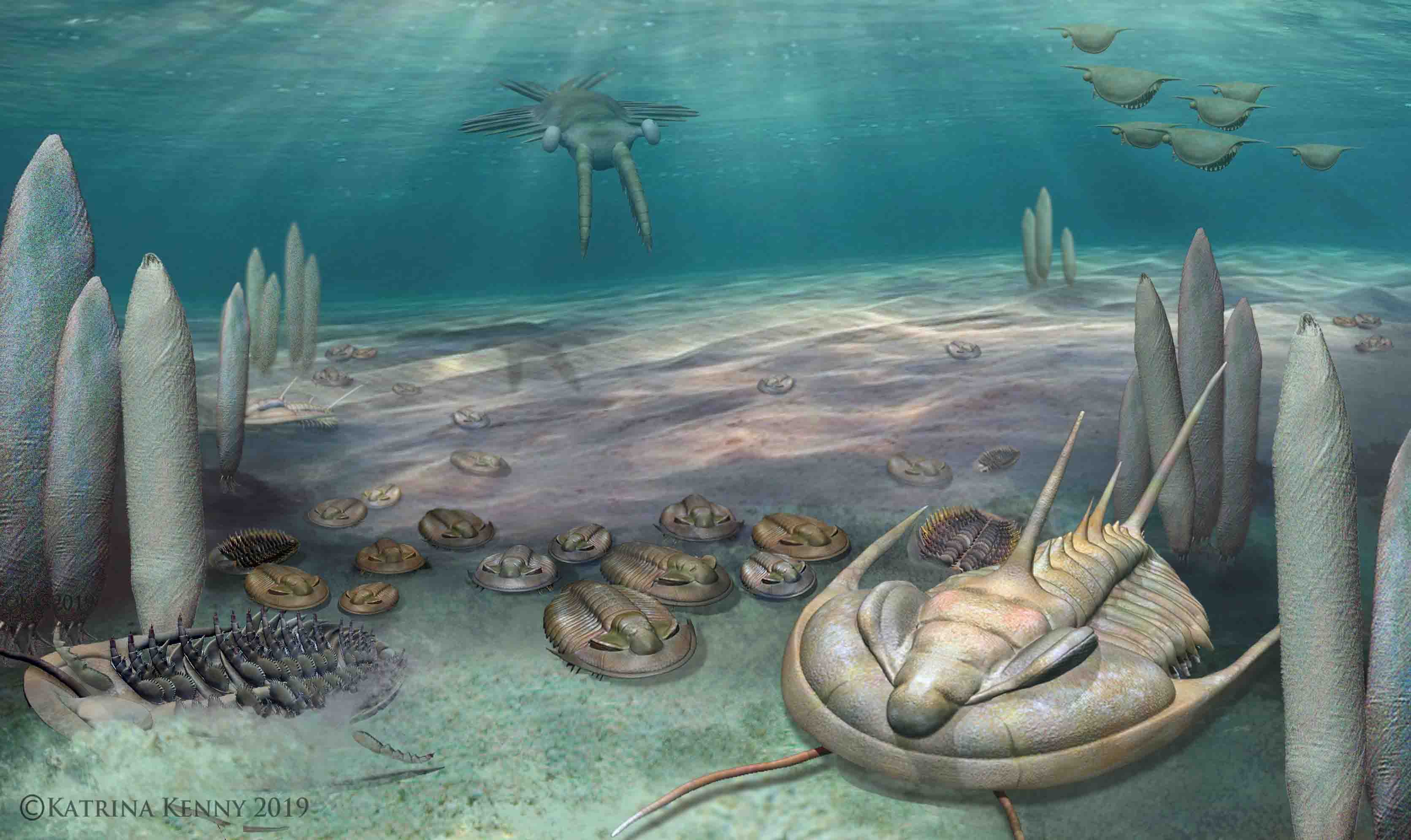 Cambrian seascape