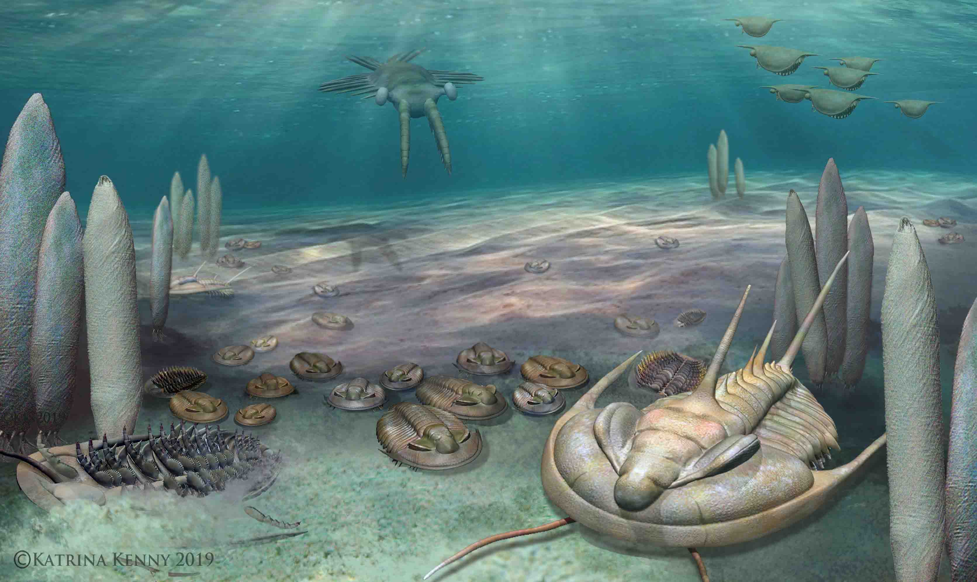 Cambrian Explosion Evolutionary Event University Of New England UNE Cambrian Explosion Evolutionary Event University Of New England UNE