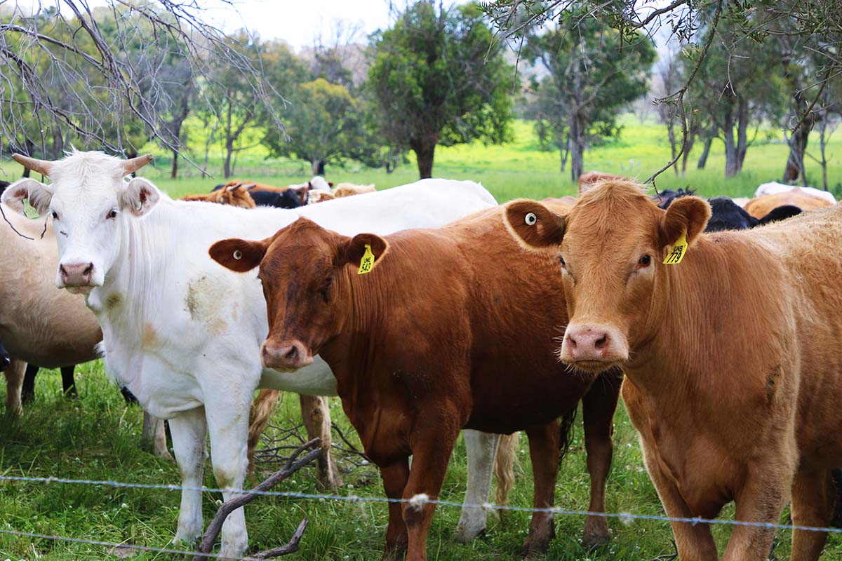 A group of cattle (two light brown, one white) look to the camera as they feed on green pastures.
