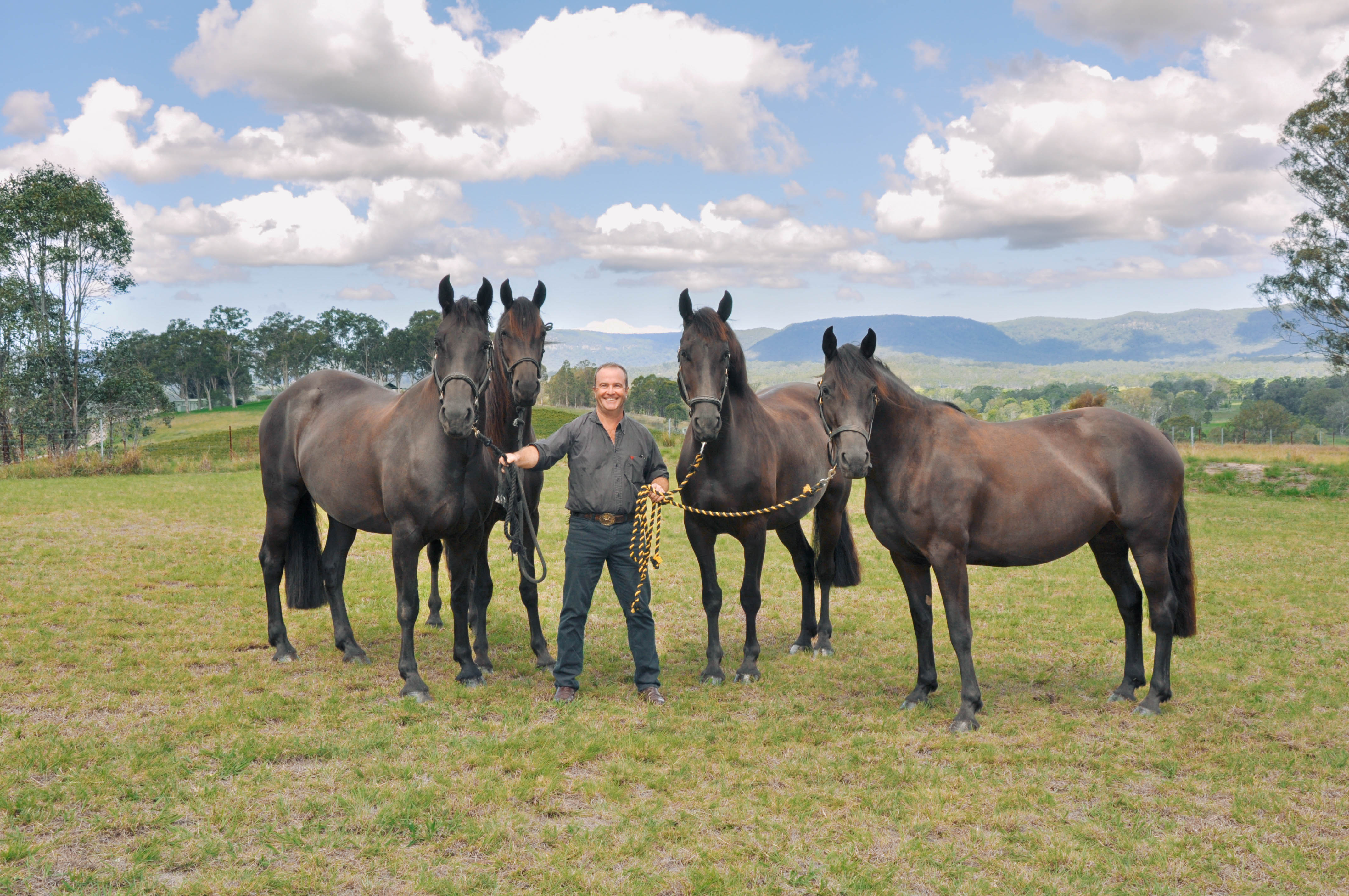 Paul McGreevy holding bay horses in a rural Australian landscape.