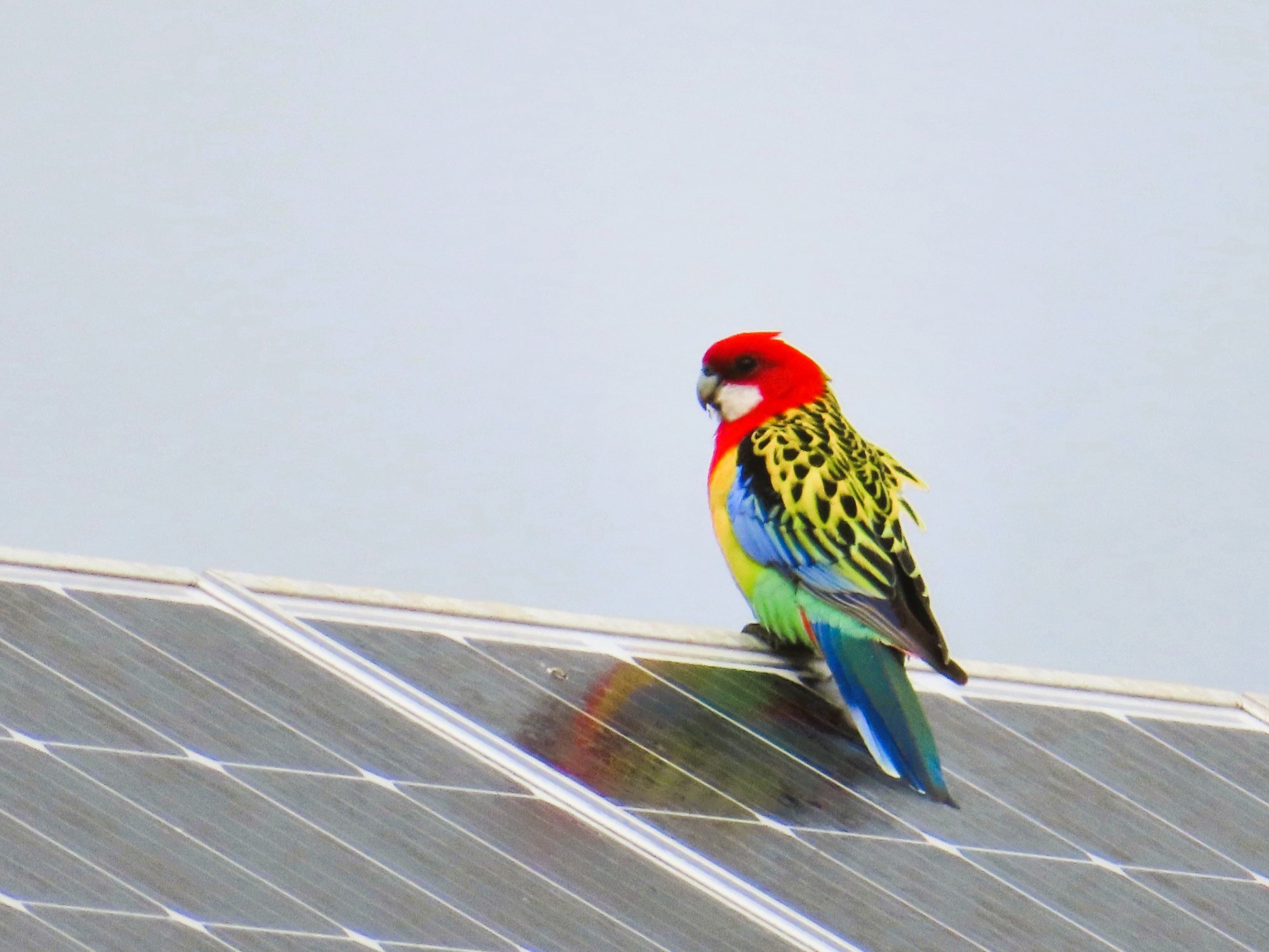 Eastern rosella on solar panels