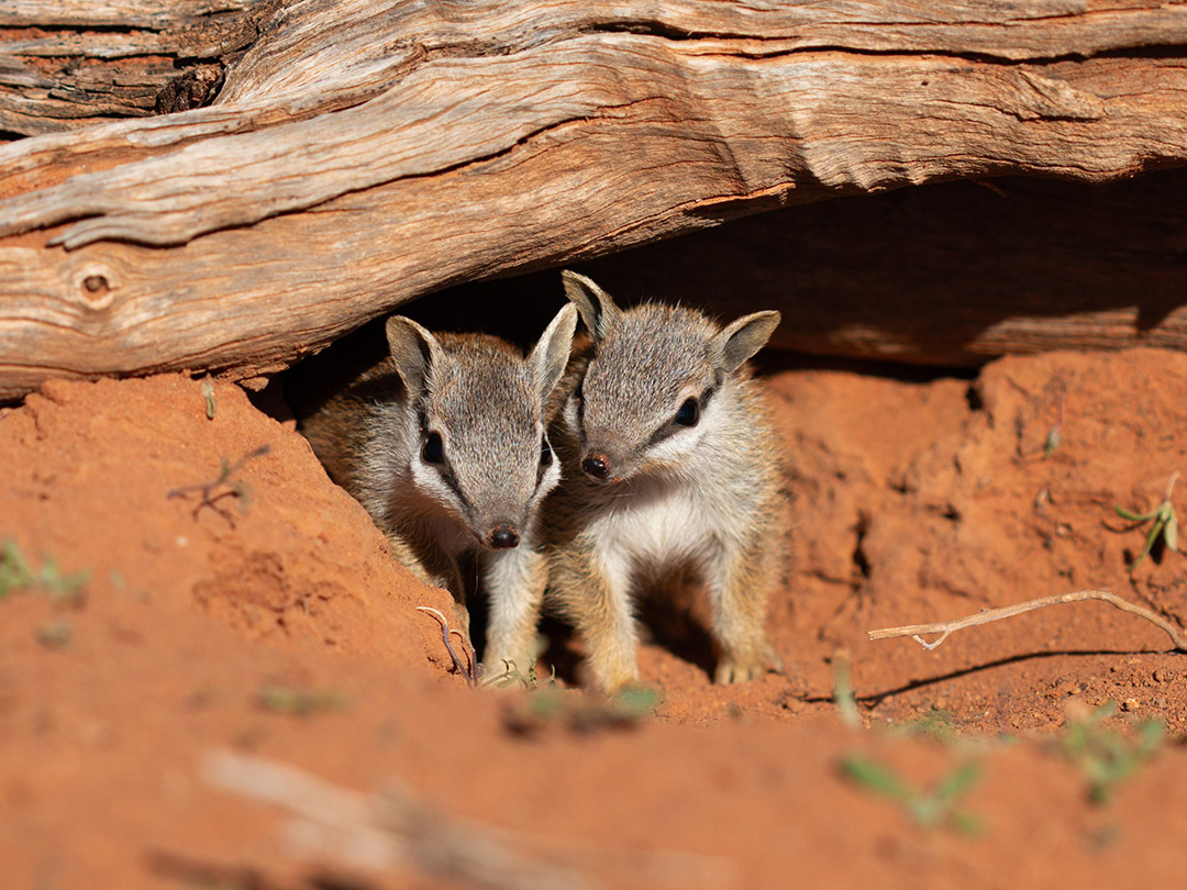 Two baby Numbats were found playing outside their burrow at Scotia Wildlife Sanctuary, about two hours outside of Mildura.   Image credit: Julie Kern/AWC