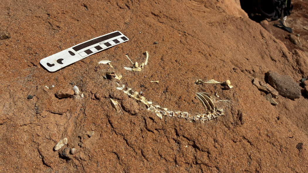 A cretaceous mammal  