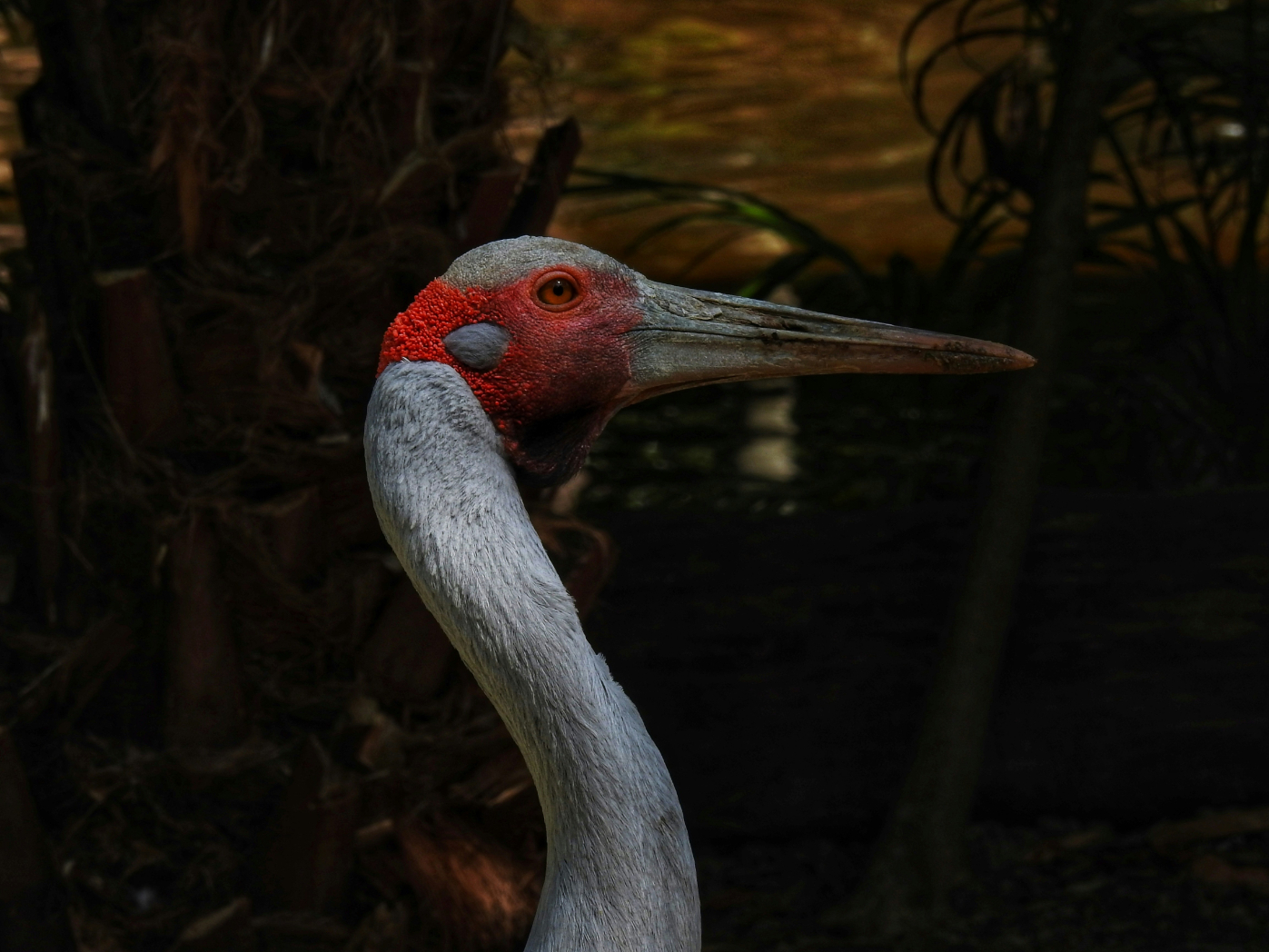 Brolga