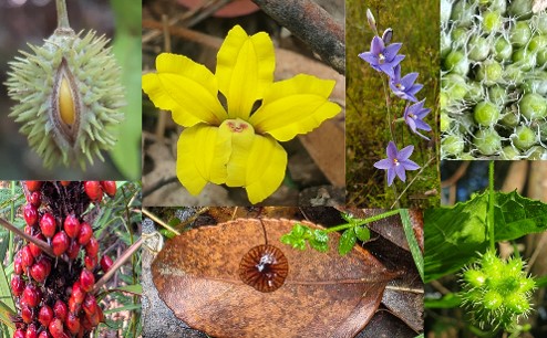 Plant Systematics
