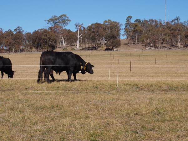 Cattle in paddock with virtual fencing.