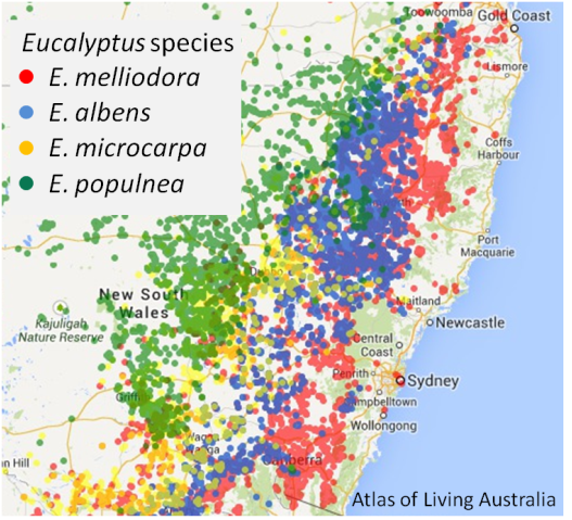 Eucalyptus Species distruibution Map