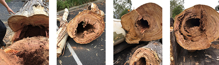 4 images of the different tree trunks showing their cross section and the hollowed out trunk.