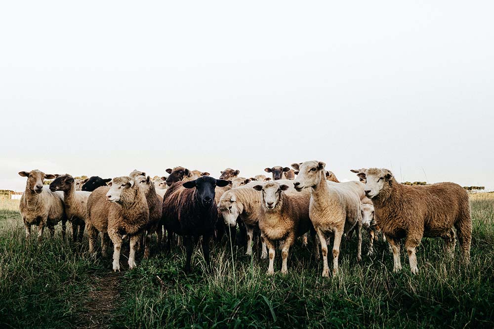 A group of sheep standing in a green paddock with an overcast sky.