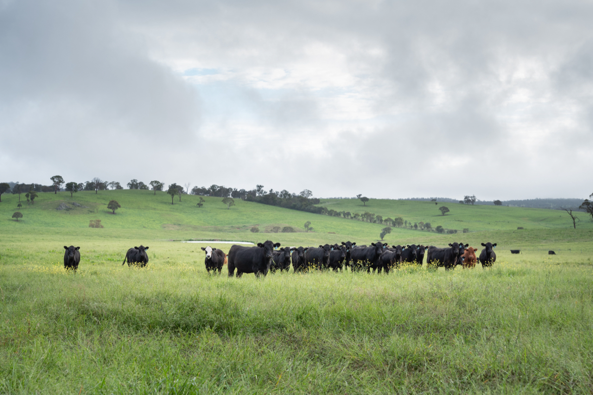 Cattle standing in green paddocks