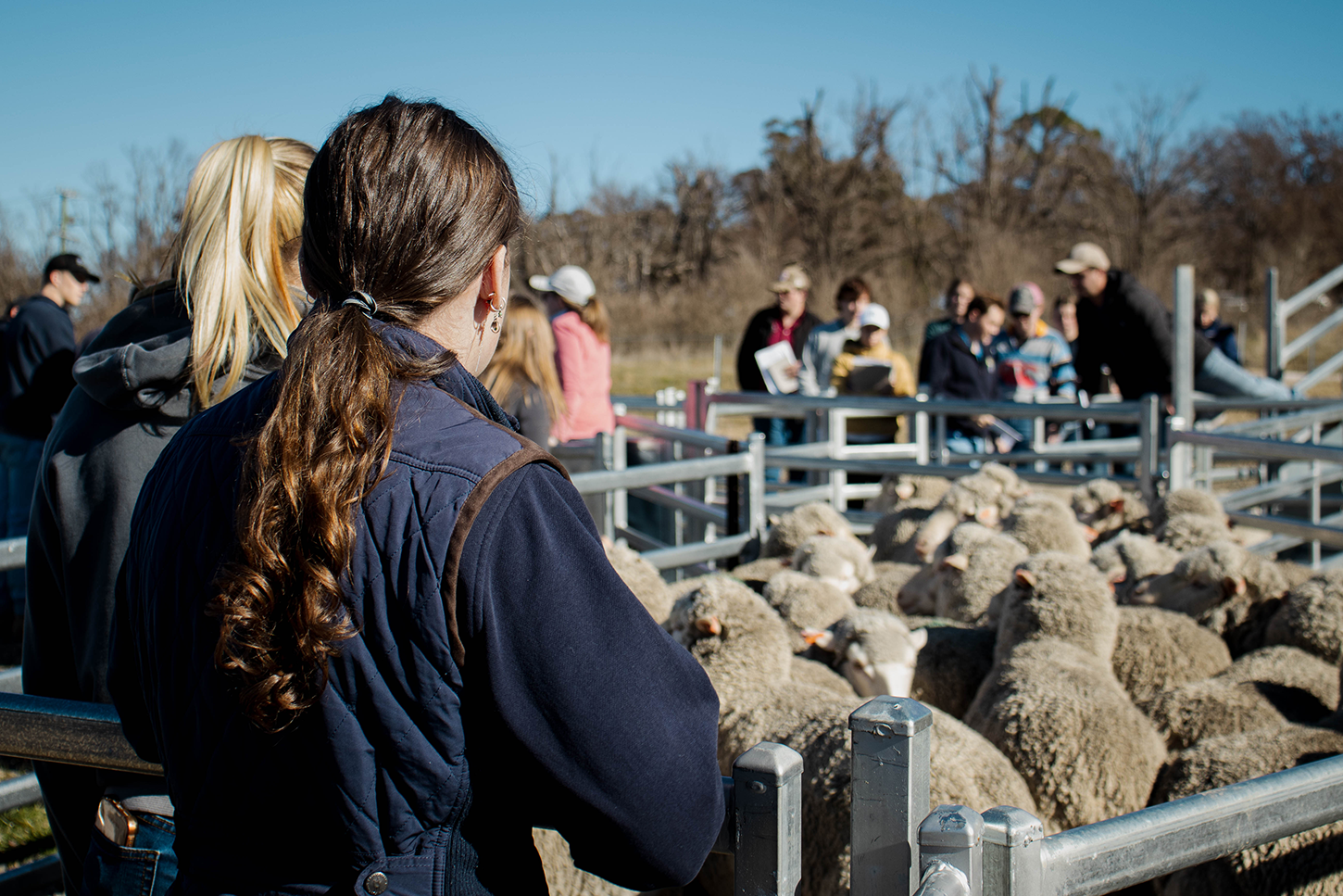 Students looking at sheep in the sheepyards on UNE's Clark's Farm.