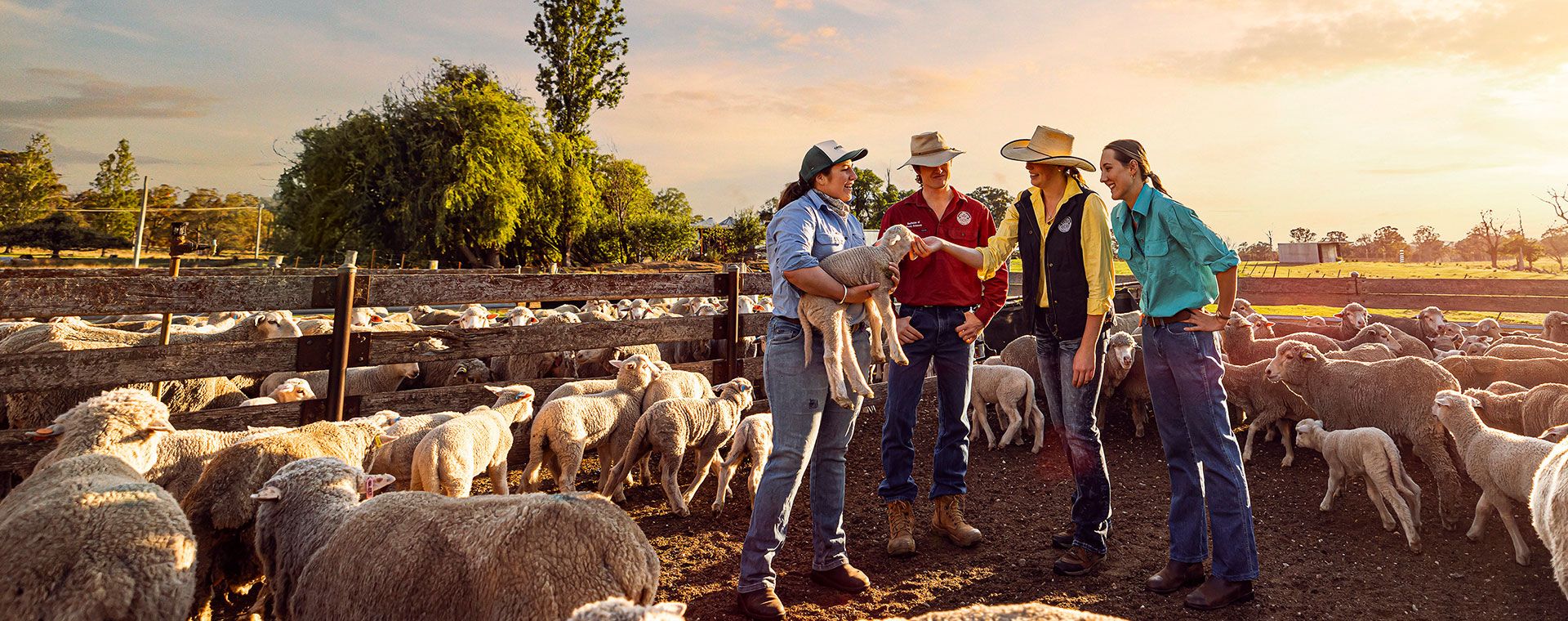 Four agriculture students examining sheep and lambs in a farm pen at sunset, with one student holding a lamb while others observe and discuss livestock management