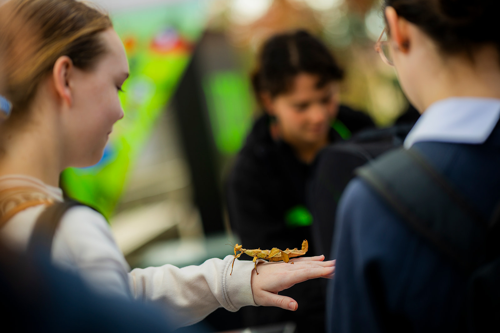 Student holding a stick insect at UNE Discovery stall 