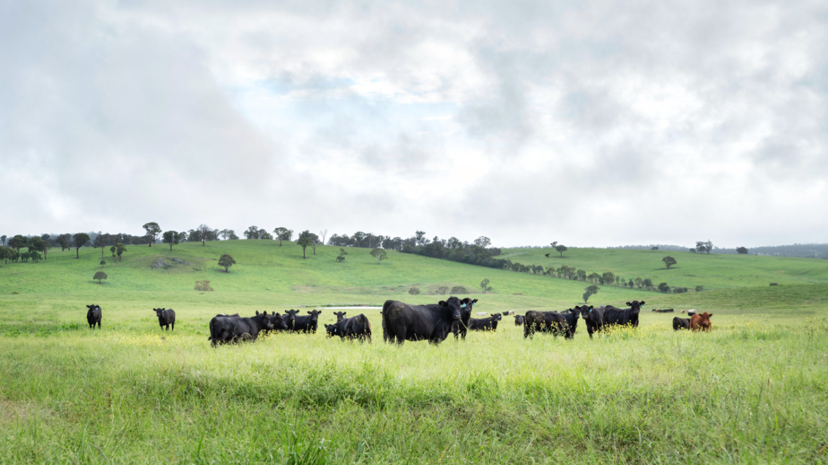 Cattle in a green paddock