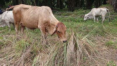 Cattle grazing in East Kalimantan