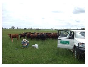 Livestock Tracking and Pasture Monitoring