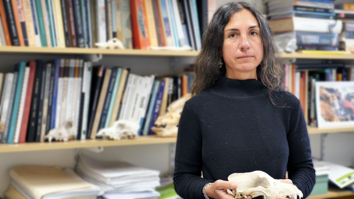 Dr Melanie Fillios stands in an office in front of shelves filled with books and folders. She holds a dingo cranium. She wears a dark long-sleeved top.