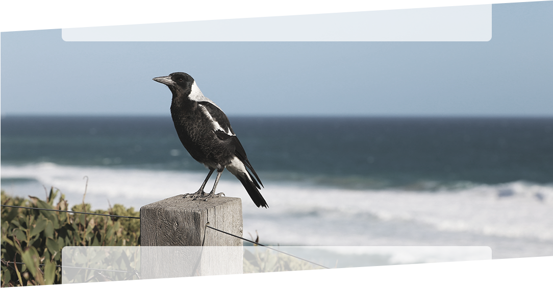 magpie on a post 