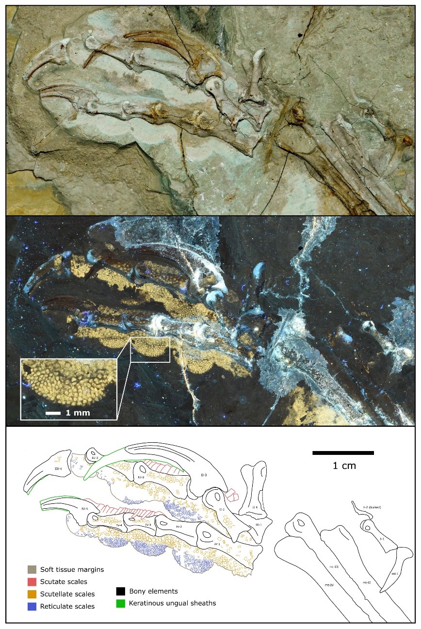 Laser-enhanced image of the foot of Microraptor, an Early Cretaceous flying dinosaur and relative of birds that lived in what is now northeastern China. The fleshy toe pads and scales resemble those of modern hawks. Image Credit: Pittman et al. 2022.