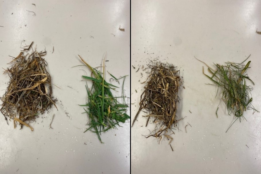 Difference between fresh pasture, and pasture that had been dried in an oven. The image shows the dried pasture has reduced in volume.