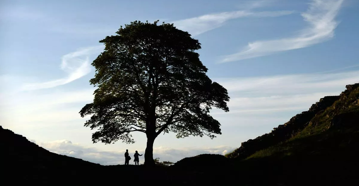 Robin Hood: Prince of Thieves screen grab of the Sycamore Gap Tree