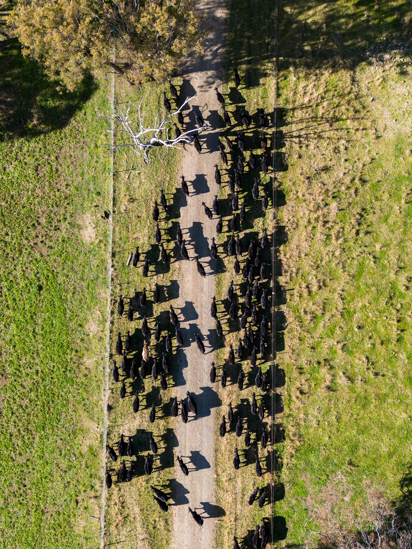 Aerial view of cattle herd