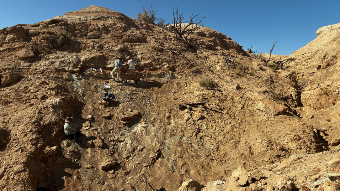 Working the tyrannosaur